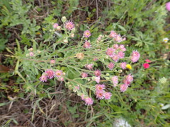 Erigeron acris podolicus