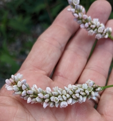 Persicaria
