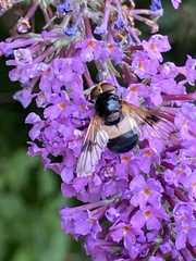 Volucella pellucens