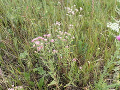 Erigeron acris podolicus