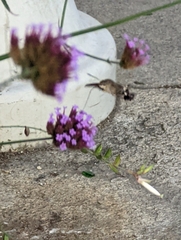 Macroglossum stellatarum