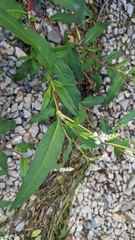 Persicaria