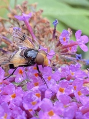 Volucella pellucens