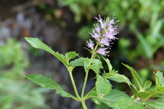 Mentha × piperita