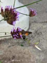 Macroglossum stellatarum