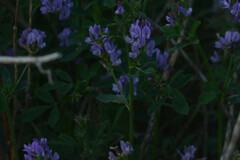 Medicago sativa