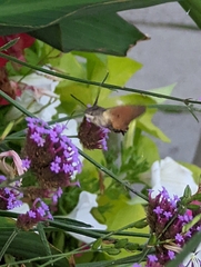 Macroglossum stellatarum