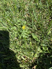 Oxalis stricta