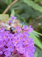 Volucella pellucens