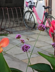 Macroglossum stellatarum