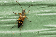 Etorofus obliteratus