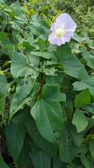 Calystegia sepium