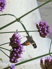 Macroglossum stellatarum