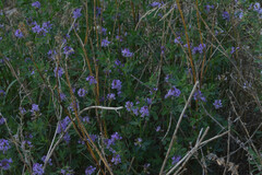 Medicago sativa