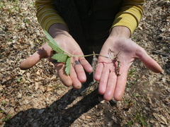 Cardamine bulbifera