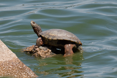 Actinemys marmorata
