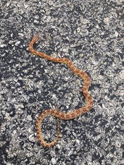 Pantherophis guttatus