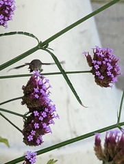 Macroglossum stellatarum