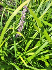 Liriope muscari
