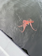 Enteroctopus dofleini