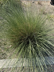 Juncus acutus
