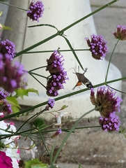 Macroglossum stellatarum