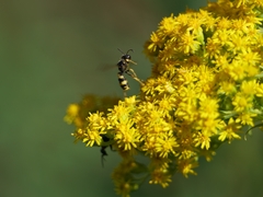 Cerceris rybyensis