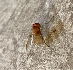 Ormia