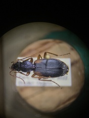 Cymindis