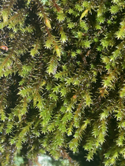 Hedwigia ciliata