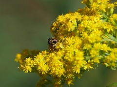 Cerceris rybyensis