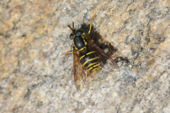 Chrysotoxum