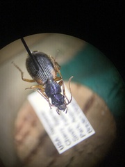 Cymindis