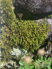 Hedwigia ciliata