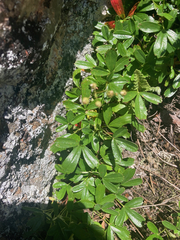 Sibbaldiopsis tridentata