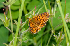 Boloria selene