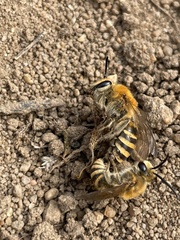 Colletes hederae