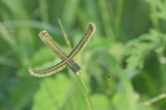 Dactyloctenium aegyptium