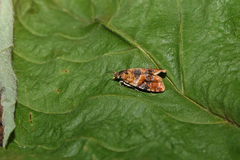 Lobesia reliquana