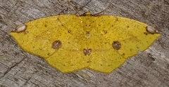 Periclina