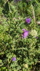 Cirsium vulgare