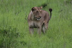 Panthera leo melanochaita