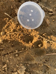 Lupulella mesomelas mesomelas