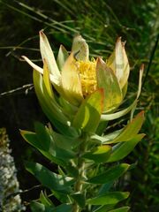Leucadendron burchellii
