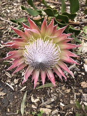 Protea cynaroides