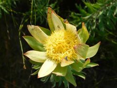 Leucadendron burchellii