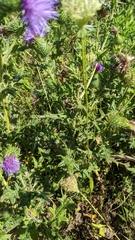 Cirsium vulgare