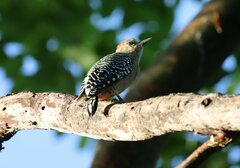 Melanerpes rubricapillus
