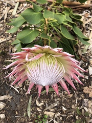 Protea cynaroides