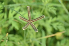Dactyloctenium aegyptium